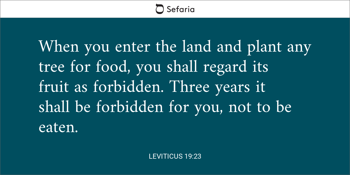 Leviticus 19:23